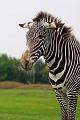 Zebra_Beekse Bergen